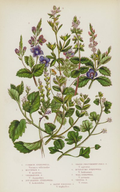 イギリスの顕花植物。コモン・スピードウェル、マウンテン・スピードウェル、ジャーマンダー・スピードウェル、アイビー・リーブド・スピードウェル、グリーン・プロカンベント・フィールド・スピードウェル、ブックスバウム・スピードウェル、ウォール・スピードウェル、ヴァーナル・スピードウェル、ブラント・フィンガード・スピードウェル（カラーリトグラフ版 作： English School