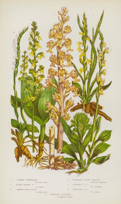 Flowering Plants of Great Britain:Common Twayblade, Heart-Leaved Twayblade, Common Birds-Nest, Fragrant Lady