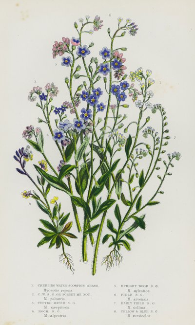 イギリスの開花植物：クリーピング・ウォーター・スコーピオン・グラス、クリーピング・ウォーター・スコーピオン・グラスまたはフォーゲット・ミー・ノット、タフテッド・ウォーター・スコーピオン・グラス、ロック・スコーピオン・グラス、アップライト・ウッド・スコーピオン・グラス、フィールド・スコーピオン・グラス、アーリーフィールド・スコーピオン・グラス、イエロー・アンド・B 作： English School