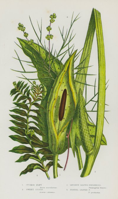 Flowering Plants of Great Britain:Cuckoo Pint, Sweet Sedge, Opposite Leaved Pondweed, Fennel Leaved Pondweed (カラーリトグラフ) 作： English School