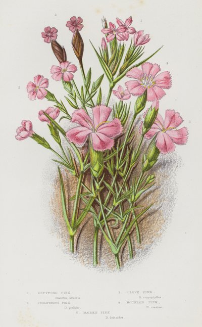 グレートブリテンの顕花植物。デプトフォード・ピンク、プロリファラス・ピンク、クローブ・ピンク、マウンテン・ピンク、メイデン・ピンク（カラーリトグラフ版 作： English School