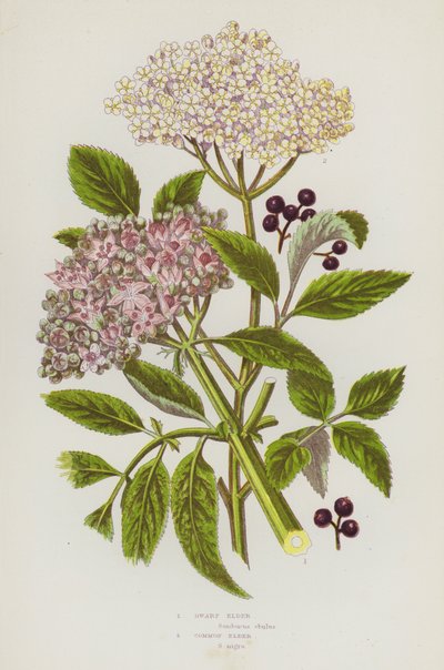 グレートブリテンの開花植物。ドワーフエルダー、コモンエルダー（カラーリトグラフ版 作： English School