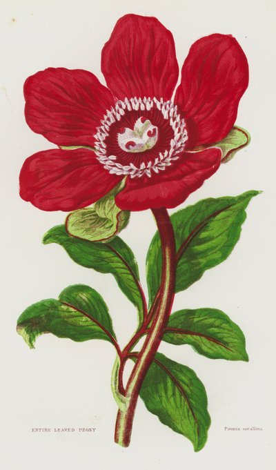 イギリスの開花植物：丸葉牡丹（カラーリトグラフ） 作： English School