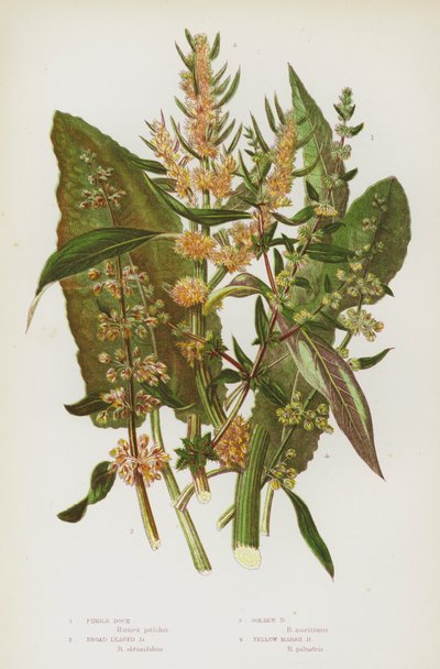 グレートブリテンの開花植物。フィドル・ドック、ブロード・リーブド・ドック、ゴールデン・ドック、イエロー・マーシュ・ドック(カラーリトグラフ) 作： English School