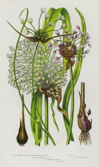 イギリスの開花植物：開花大丸頭ニンニク、砂ニンニク、縞野蒜（カラーリトグラフ） 作： English School