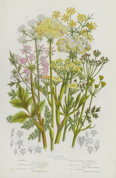 グレートブリテンの開花植物。フールズパセリ、フェンネル、マウンテンメドウユキノシタ、スコティッシュラヴェッジ、メドウペッパーユキノシタ、メウまたはバルドマネー、シーキャンピア（カラーリトグラフ版 作： English School