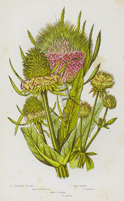 Flowering Plants of Great Britain:Fullers Teasel, Wild Teasel, Small Teasel (カラーリトグラフ) 作： English School