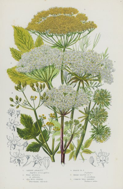 Flowering Plants of Great Britain:ガーデンアンジェリカ、ワイルドアンジェリカ、シーホッグスフェンネル、マーシュホッグスフェンネル、ブロードリーブドホッグスフェンネル、コモンワイルドパースネップ（カラーリトグラフ版 作： English School