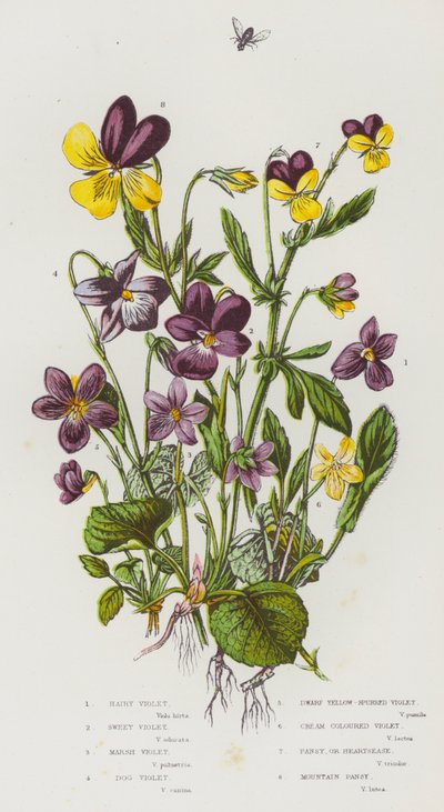 Flowering Plants of Great Britain: Hairy Violet, Sweet Violet, Marsh Violet, Dog Violet, Dwarf Yellow-Spurred Violet, Cream Colour Violet, Pansy, or Heartsease, Mountain Pansy (カラーリトグラフ) 作： English School