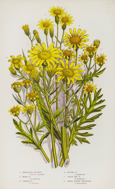 英国の顕花植物：Inelegant Ragwort、Hoary Ragwort、Common Ragwort、Marsh Ragwort、Great Fen Ragwort、Broad Leaved Groundsel（カラーリトグラフ版 作： English School