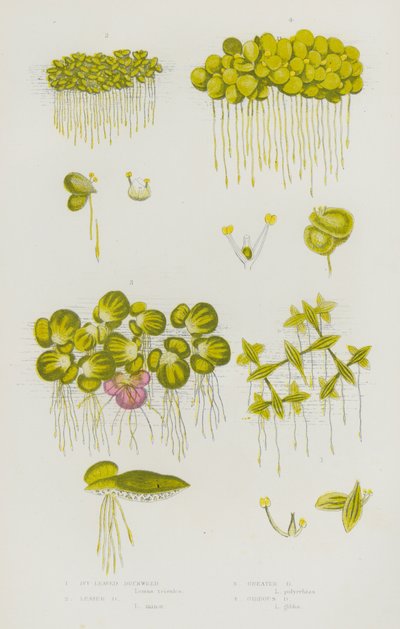 英国の草花：Ivy Leaved Duckweed、Lesser Duckweed、Greater Duckweed、Gibbous Duckweed（カラーリトグラフ版 作： English School