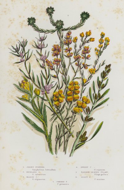グレートブリテン島の顕花植物。ジャージー・カッドウィード、ハイランド・カッドウィード、マーシュ・カッドウィード、ドワーフ・カッドウィード、ナロー・リーブド・フィラゴ、リースト・フィラゴ、コモン・フィラゴ（カラーリトグラフ版 作： English School