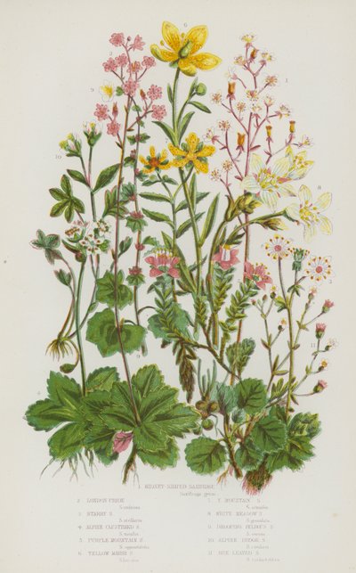 イギリスの顕花植物。キドニーシェイプド・ユキノシタ、ロンドン・プライド、スターリー・ユキノシタ、アルパイン・クラスタード・ユキノシタ、パープルマウンテン・ユキノシタ、イエロー・マーシュ・ユキノシタ、イエロー・マウンテン・ユキノシタ、ホワイト・メドウ・ユキノシタ、ドルーピング・ブルバス・ユキノシタ、アルピン 作： English School