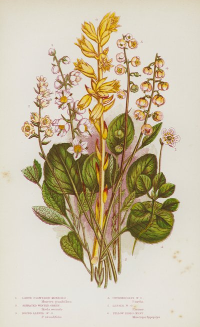 Flowering Plants of Great Britain:大輪のモネ、鋸歯状のウィンターグリーン、丸葉のウィンターグリーン、中間のウィンターグリーン、レッサーウィンターグリーン、イエローバーズネスト(カラーリトグラフ) 作： English School