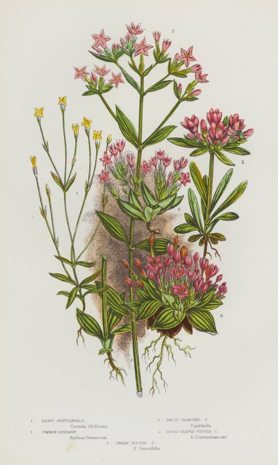 Flowering Plants of Great Britain:Least Gentianella, Common Centaury, Dwarf Branched Centaury, Broad Leaved Tufted Centaury, Dwarf Tufted Centaury (カラーリトグラフ) 作： English School