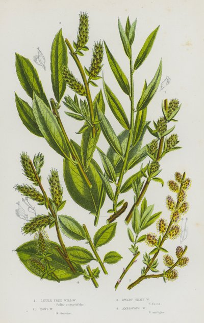 イギリスの開花植物：リトル・ツリー・ウィロー、ドンズ・ウィロー、ドワーフ・シルキー・ウィロー、アンビギュラス・ウィロー（カラーリトグラフ） 作： English School