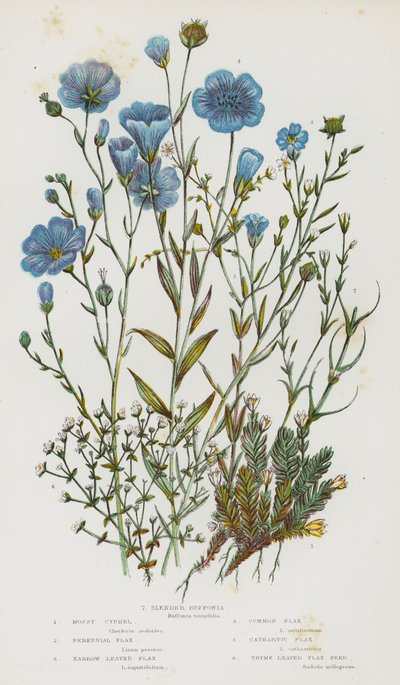 イギリスの開花植物：Mossy Cyphel、Perennial Flax、Narrow Leaved Flax、Common Flax、Cathartic Flax、Thyme Leaved Flax Seed、Slender Buffonia（カラーリトグラフ）。 作： English School