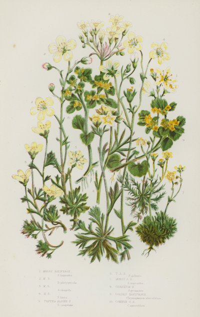 グレートブリテン島の顕花植物。コケの生えたユキノシタ、コケの生えたユキノシタ、コケの生えたユキノシタ、コケの生えたアルパインユキノシタ、コケの生えたアルパインユキノシタ、ゼラニウムユキノシタ、ゴールデンユキノシタ、コモンゴールデンユキノシタ（カラーリトグラフ）。 作： English School