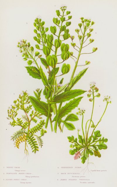 グレートブリテンの開花植物。ペニー・クレス、パーフォリアート・ペニー・クレス、アルパイン・ペニー・クレス、シェパード・パース、ロック・ハッチンシア、ネイキッド・ストークド・ティーズダリア（カラーリトグラフ版 作： English School