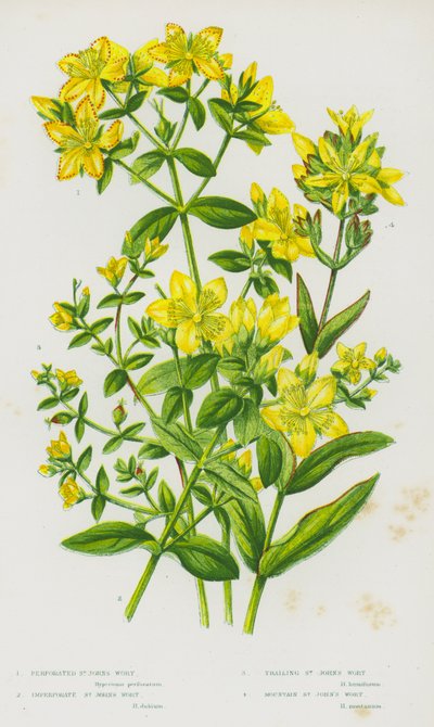 イギリスの開花植物：セイヨウオトギリソウ、セイヨウオトギリソウ、セイヨウオトギリソウ、セイヨウオトギリソウ（カラーリトグラフ） 作： English School