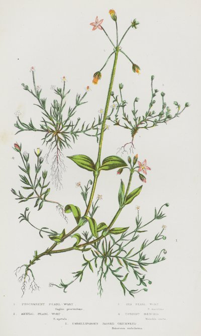 グレートブリテン島の顕花植物。Procumbent Pearl-Wort, Annual Pearl-Wort, Sea Pearl-Wort, Upright Maenchia, Umbelliforous Jagged Chickweed (color litho) 作： English School