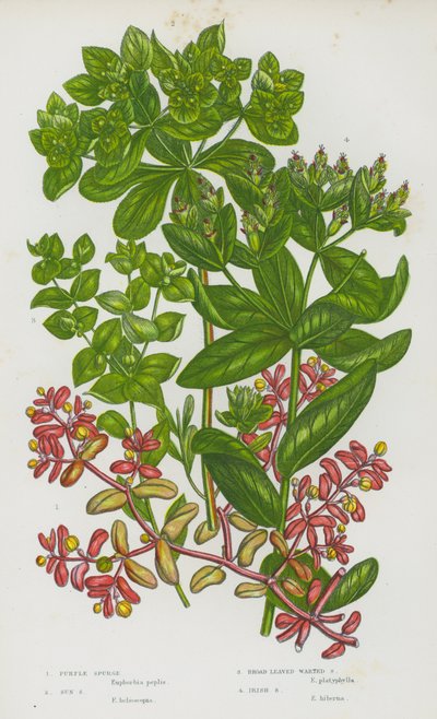 イギリスの開花植物：パープルスパージ、サンスパージ、ブロードリーフワートドスパージ、アイリッシュスパージ（カラーリトグラフ） 作： English School