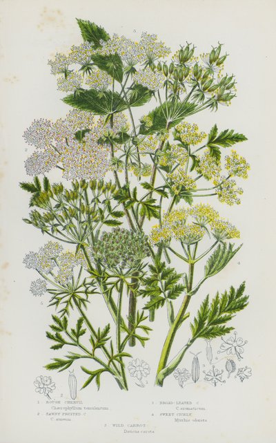 グレートブリテンの開花植物。ラフ・チャービル、タウニー・フルーツ・チャービル、ブロード・リーブド・チャービル、スウィート・シセリー、ワイルド・キャロット（カラーリトグラフ版 作： English School