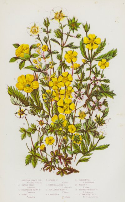 イギリスの開花植物：シュラブシンクイ、シルバーウィード、ストロベリーフラワーシンクイ、ホアリーシンクイ、スプリングシンクイ、オレンジアルパインシンクイ、ノコギリ葉ヘアリーシンクイ、クリーピングシンクイ、トーメンティル、ホワイトシンクイ、スリー 作： English School
