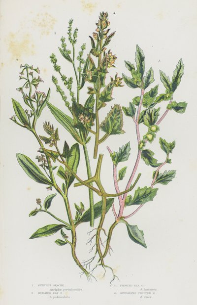 イギリスの開花植物：シュラブ・オラチェ、ストーク・シー・オラチェ、フロスト・シー・オラチェ、スプレッド・フルーティッド・オラチェ（カラーリトグラフ） 作： English School