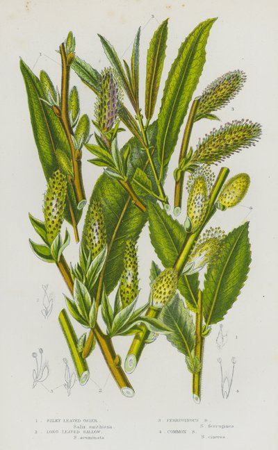 イギリスの開花植物：絹のような葉のオシアブラ、長い葉のオシアブラ、フェルジナスオシアブラ、コモンオシアブラ（カラーリトグラフ） 作： English School