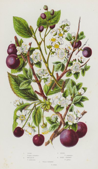 グレートブリテンの顕花植物。Sloe、Bullace、Plum、Bird Cherry、Wild Cherry (カラーリトグラフ) 作： English School
