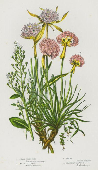 英国の開花植物。Small Chaffweed, Water Pimpernel, Thrift, Plantain Leaved Thrift (カラーリトグラフ版) 作： English School