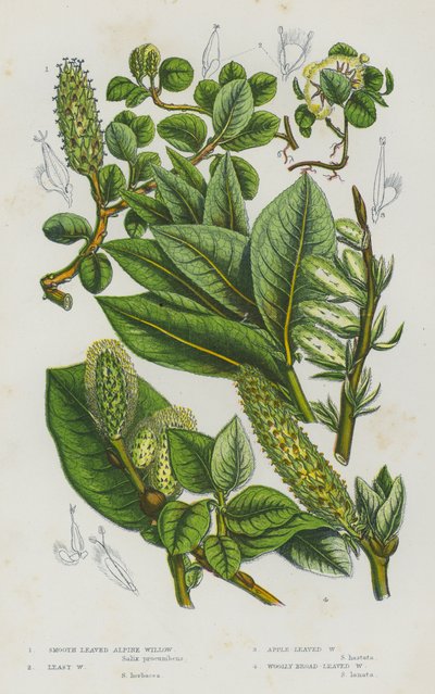 Flowering Plants of Great Britain:スムースリーヴド・アルパイン・ウィロー、リースト・ウィロー、アップル・リーヴド・ウィロー、ウーリー・ブロード・リーヴド・ウィロー（カラーリトグラフ版 作： English School