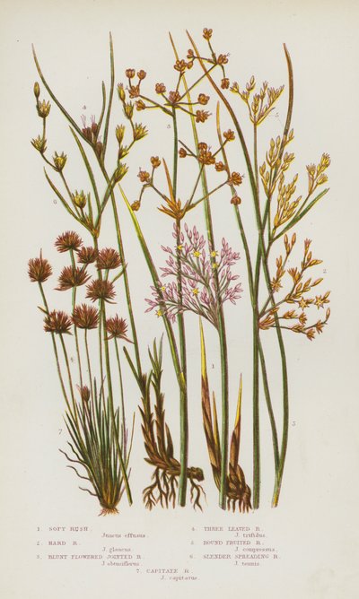 グレートブリテンの開花植物。ソフトラッシュ、ハードラッシュ、ブラントフラワージョイントラッシュ、スリーリーブドラッシュ、ラウンドフルーツラッシュ、スレンダースプレッディングラッシュ、キャプティートラッシュ（カラーリトグラフ版 作： English School