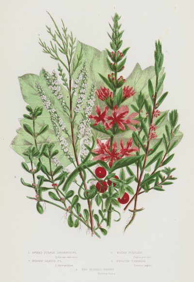 グレートブリテンの開花植物。スパイクド・パープル・ルーゼストライフ、ヒソップ・リーブド・パープル・ルーゼストライフ、ウォーター・プルシアーン、イングリッシュ・タマリスク、レッド・ベリー・ブリオニー（カラーリトグラフ版 作： English School