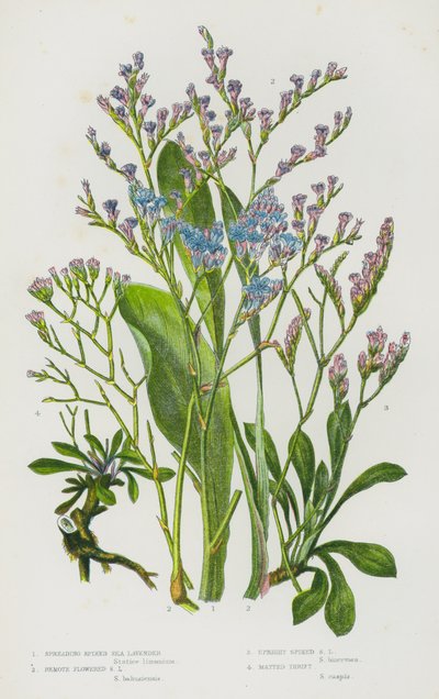 グレートブリテンの開花植物。広がるトゲ付きシーラベンダー、遠隔地に咲くシーラベンダー、直立するトゲ付きシーラベンダー、マットなスリフト（カラーリトホ 作： English School