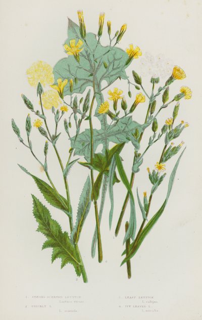 イギリスの開花植物：香りの強いレタス、山椒のようなレタス、萵苣の葉のレタス、蔦の葉のレタス (カラーリトグラフ) 作： English School