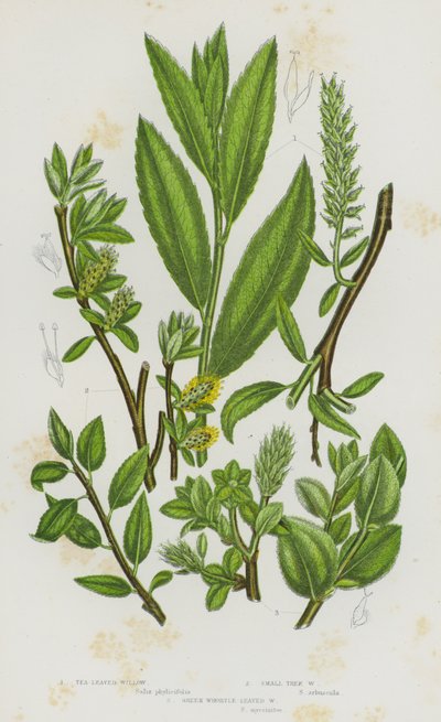 グレートブリテンの開花植物。茶葉ヤナギ、小木ヤナギ、緑の渦巻きヤナギ（カラーリトグラフ版 作： English School