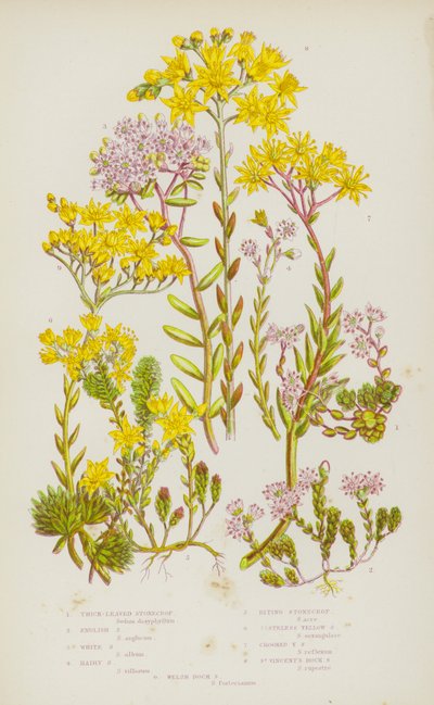 グレートブリテンの顕花植物。Thick-Leaved Stonecrop, English Stonecrop, White Stonecrop, Hairy Stonecrop, Biting Stonecrop, Tasteless Yellow Stonecrop, Crooked Yellow Stonecrop, St Vincent