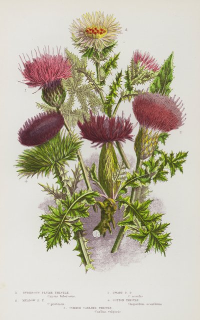 イギリスの開花植物：塊根梅アザミ、草原梅アザミ、小梅アザミ、綿アザミ、コモンカリンアザミ（カラーリトグラフ） 作： English School