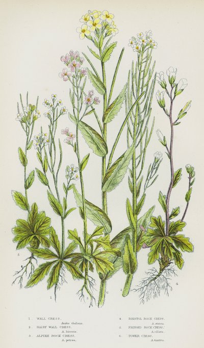イギリスの開花植物：ウォール・クレス、ヘアリー・ウォール・クレス、アルパイン・ロック・クレス、ブリストル・ロック・クレス、フリンジド・ロック・クレス、タワー・クレス（カラーリトグラフ） 作： English School