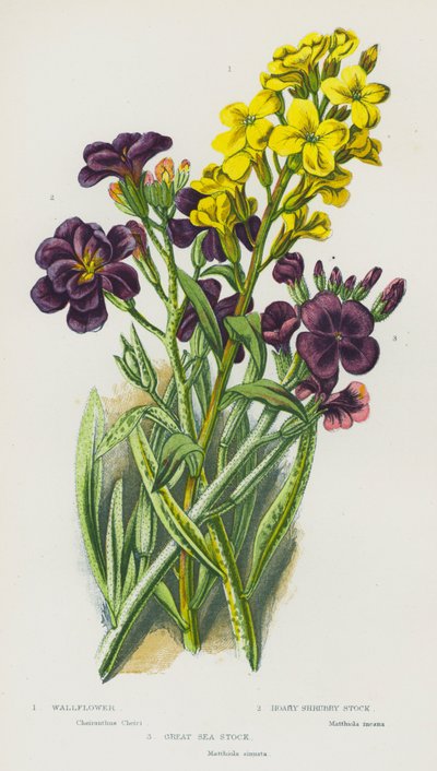 イギリスの開花植物：ウォールフラワー、ホアリーシュラブストック、グレートシーストック（カラーリトグラフ） 作： English School