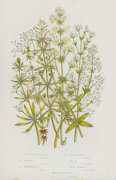 Flowering Plants of Great Britain:White Water Bed-Straw, Upright Bed-Straw, Great Hedge Bed-Straw, Cross Leaved Bed-Straw, Wall Bed-Straw, Warty Fruited Bed-Straw, Smooth Fruited Bed-Straw (カラーリトグラフ) 作： English School