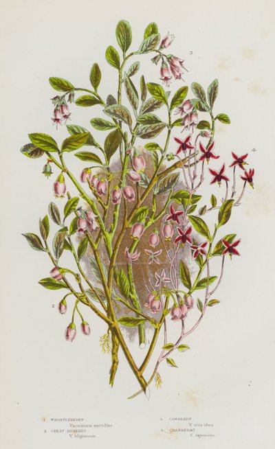 グレートブリテン島の花木。Whortleberry, Great Bilberry, Cowberry, Cranberry (カラーリトグラフ) 作： English School
