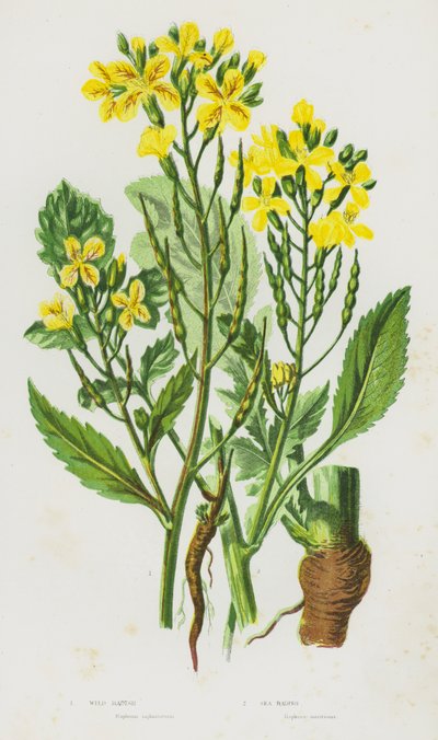 イギリスの開花植物：ワイルドラディッシュ、シーラディッシュ（カラーリトグラフ） 作： English School