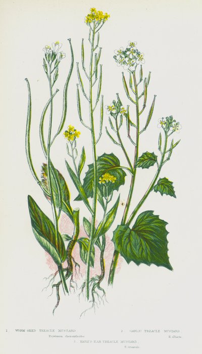 Flowering Plants of Great Britain:ウォームシード・トレークル・マスタード、ガーリック・トレークル・マスタード、ヘアーズ・イヤー・トレークル・マスタード（カラーリトグラフ版 作： English School