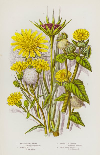 イギリスの開花植物：黄色いヤギのひげ、紫色のヤギのひげ、剛毛の牛の舌、鷹の爪（カラーリトグラフ） 作： English School