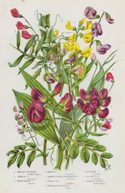 Flowering Plants of Great Britain: Yellow Vetchling, Crimson Vetchling, Rough Podded Vetchling, Meadow Vetchling, Narrow Leaved Everlasting Pea, Broad Leaved Everlasting Pea, Black Bitter Vetch, Blue Marsh Vetchling, Sea Side Everlasting Pea, Tuberous Bit 作： English School