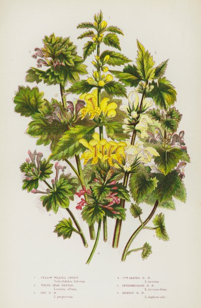 イギリスの開花植物：黄色いイタチ鼻、白い枯れイラクサ、赤い枯れイラクサ、切り葉の枯れイラクサ、中間の枯れイラクサ、ヘンビット枯れイラクサ（カラーリトグラフ） 作： English School
