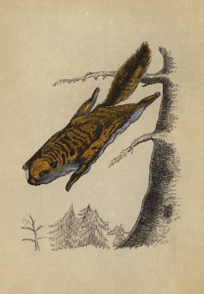 Flying Squirrel (カラーリトグラフ) 作： English School
